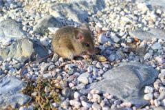 属相相克之生肖鼠