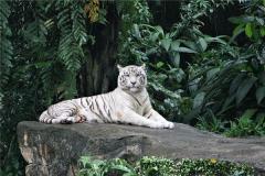 属虎的和什么属相最配