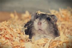 属鼠人2020年运势分析