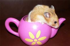 属鼠的今年有多大