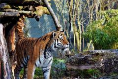 属相相克之生肖虎