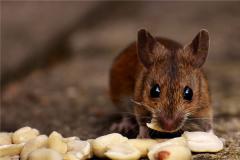 属鼠的人2020年运程