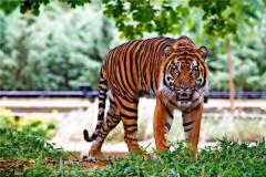 1986年属什么生肖的