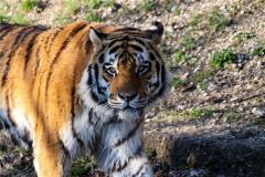 1998年的生肖是什么