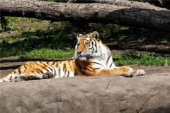 98年属虎哪年行大运