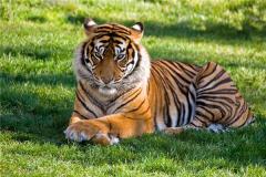 86年虎哪年走大运