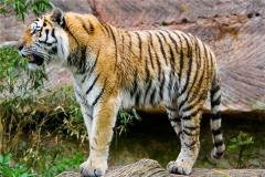 86年属虎的贵人是谁