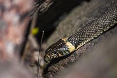 1989年属蛇人什么运