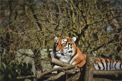 1986年属虎女运好吗