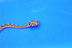 属蛇人2021年运势如何 2021年属蛇男女的全年每月运势