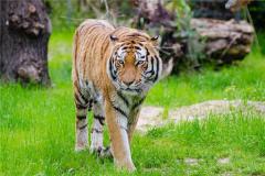 生肖虎的名人详解