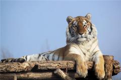 属虎98年性格生肖婚配