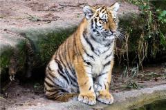 1986年的人属什么的几点出生好