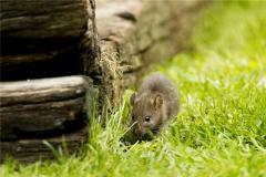 生肖鼠2021年龄最合适的属相