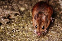 属鼠的哪一年生2021年事业