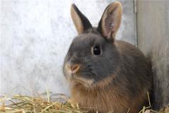 生肖兔年龄2021年运势运程