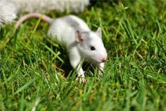 属鼠人的秉性脾气