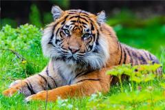 属虎的婚姻与命运