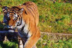 虎年男的性格及事业