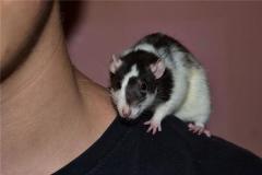 属鼠女人的性格及爱情