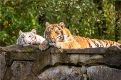 属相虎春生的性格