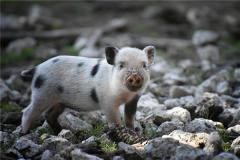 猪年女人的性格