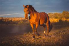 属马人出生月的命运