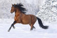 属马人的幸运数字和幸运颜色