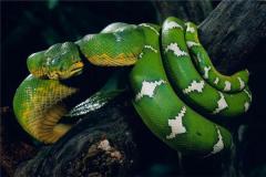 属蛇人的幸运数字和幸运颜色