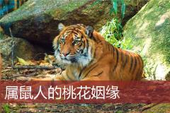 属鼠人的桃花姻缘