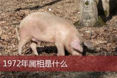 1972年属相是什么