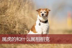 属虎的和什么属相相克