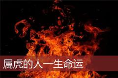 属虎的人一生命运