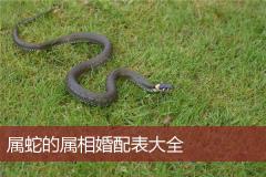 属蛇的属相婚配表大全