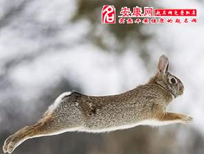 梦见兔子是什么预兆_梦见兔子奔跑