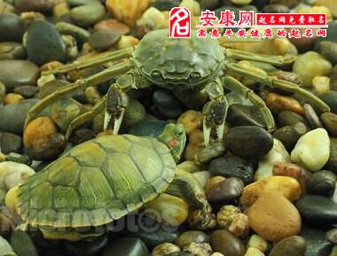 做梦梦见螃蟹和乌龟梦见螃蟹和乌龟