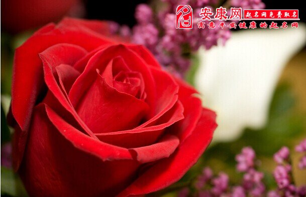 【梦见红玫瑰花什么意思】梦见红玫瑰