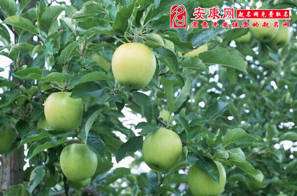 梦见青苹果是什么意思_梦见很多青苹果