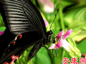梦见黑蝴蝶是什么意思_梦见黑蝴蝶