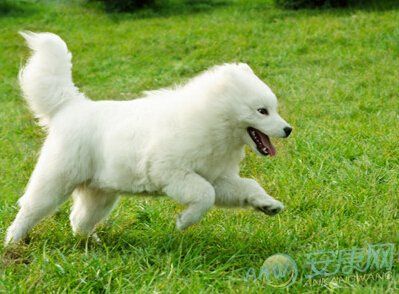 [梦见白色的狗狗]梦见白色的狗