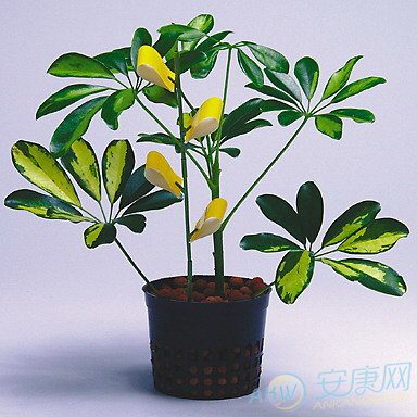 12生肖转运花草图片