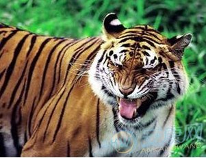 [梦到老虎是什么意思]详细解读梦到老虎的梦境特点含义