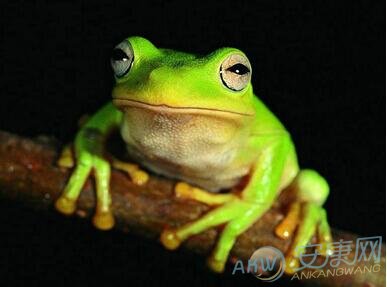 【做梦梦到青蛙是什么意思】详解做梦梦到青蛙的梦境象征含义