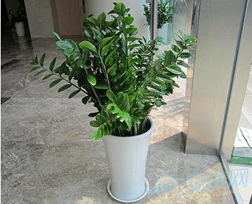 [卧室绿植摆放风水]客厅绿植摆放风水：哪些植物值得摆放？