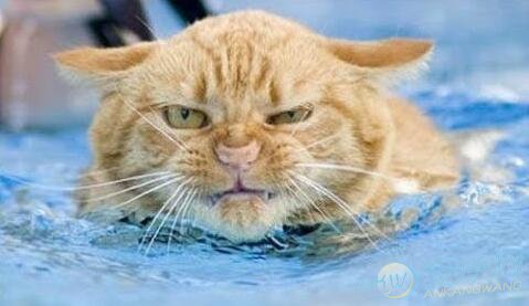 梦见猫在水里游泳_梦见猫在水里