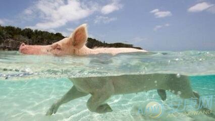 梦见猪在水里游泳_解读梦见猪在水里需要注重梦境含义