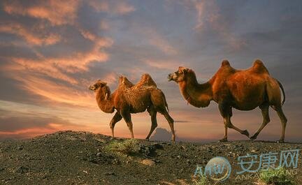 梦见骆驼是什么兆头_梦见骆驼