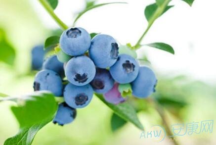 梦见吃蓝莓|梦见蓝莓