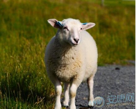 【2018年属羊的全年运势】2018年属羊的全年运势 属羊2018年运势运程