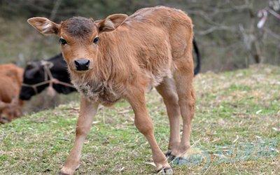 孕妇梦见小牛犊|孕妇梦见牛犊